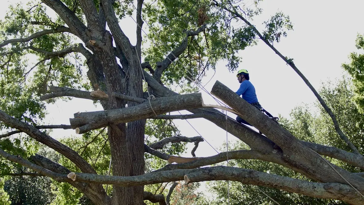 Professional Crown Thinning performed by certified arborists in Oilmont