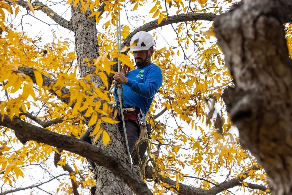 Skilled Tree Transplanting crew working in Oilmont